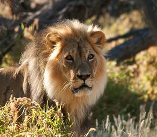 L'Afrique du Sud sauvage : Safaris, Bush & Grands Espaces