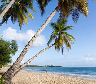 Führer zu den schönsten Stränden auf Martinique